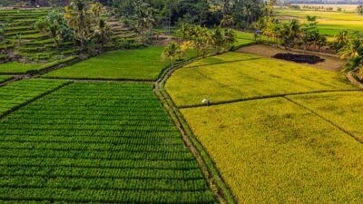 Yuk, intip cara cerdas petani meningkatkan keuntungan lewat diversifikasi pertanian di sini!