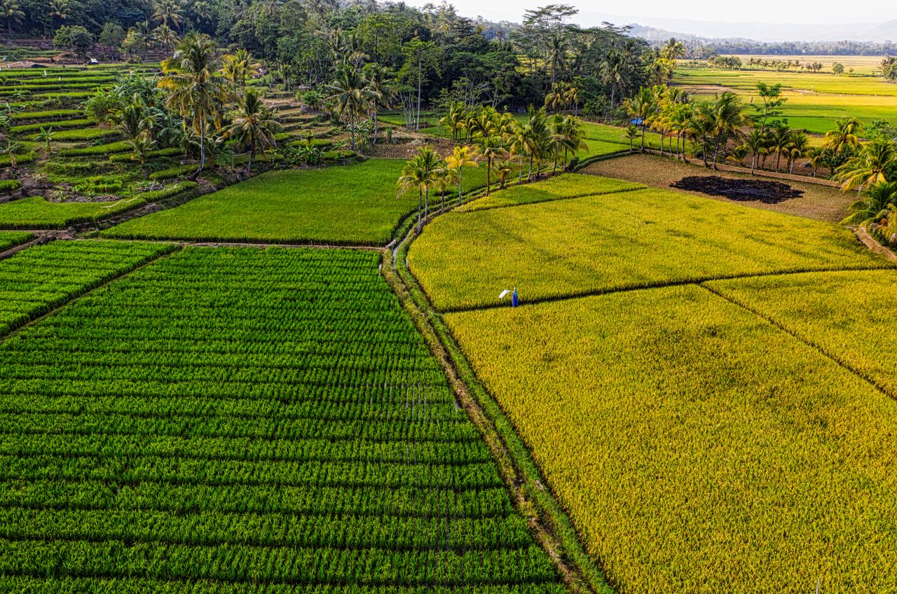 Yuk, intip cara cerdas petani meningkatkan keuntungan lewat diversifikasi pertanian di sini!