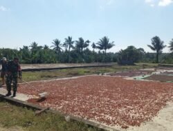 Dukung Petani Babinsa Koramil 1606-10/Gangga Berperan Aktif dalam Proses Pengeringan Biji Coklat dan Cengkeh untuk Hasil Panen Berkualitas Tinggi
