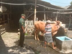 Babinsa Gerung Selatan dan Kelompok Peternakan Reyan Baru: Langkah Antisipasi Wabah PMK di Lombok Barat