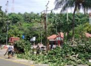 Babinsa Senggigi, Pemerintah Desa, dan Warga Bersatu Melawan Risiko Pohon Tumbang di Kawasan Wisata Senggigi