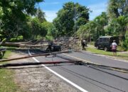 Angin Kencang Tumbangkan Pohon Tua di Jalan Raya Senggigi Kerandangan, Ganggu Jaringan Internet