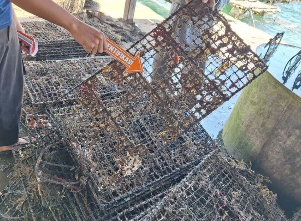 768 Kerang Siput Senilai Rp772 Juta Milik Tambak Udang di Lombok Timur Dicuri