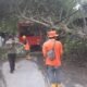 Labuapi Dilanda Bencana Pohon Tumbang