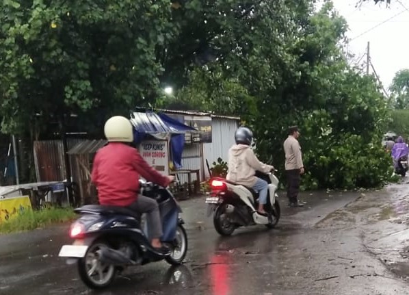 Pohon Tumbang Tutup Jalan di Lombok Barat, Personel Polsek Labuapi Sigap Evakuasi