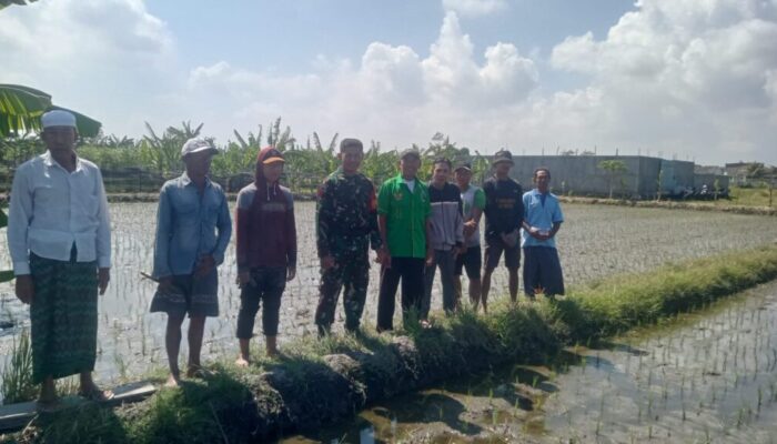 Inovasi Pompanisasi di Sekarbela: Langkah Maju Menuju Ketahanan Pangan