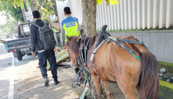 Kecelakaan Lalu Lintas di Senggigi Libatkan Cidomo, Sopir Kurang Konsentrasi Jadi Penyebab