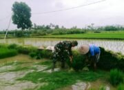 Sinar Harapan di Persawahan Lombok Barat: Babinsa dan Masyarakat Petani Menyulut Semangat Gotong Royong