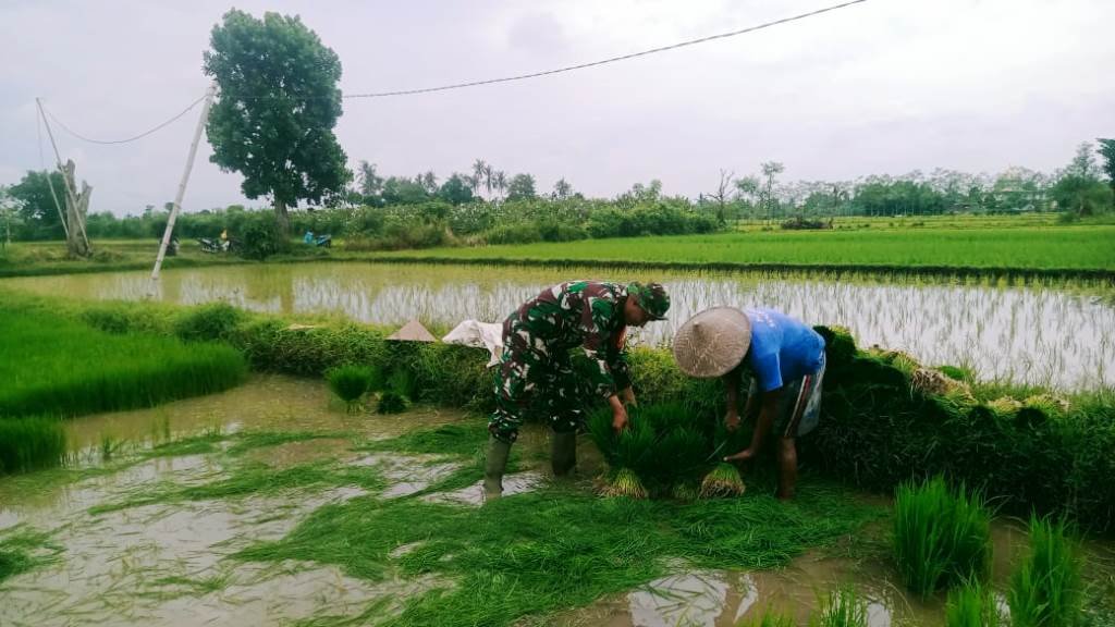 Sinar Harapan di Persawahan Lombok Barat