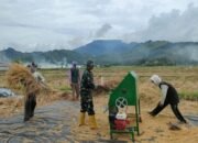 Sinergi TNI dan Petani Lombok Utara: Panen Padi Menjadi Simbol Kemandirian Pangan
