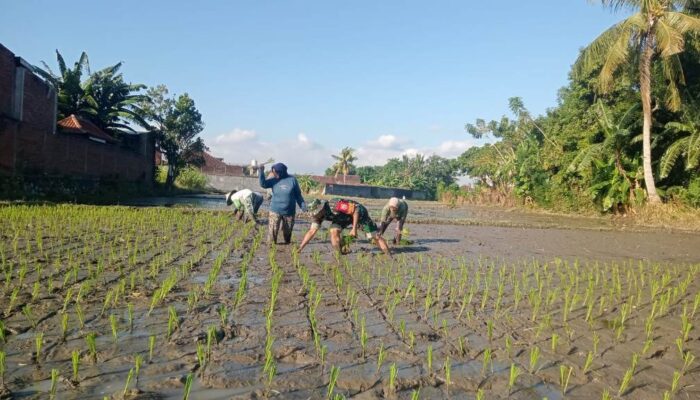 Kolaborasi Harmonis Babinsa dan Petani: Wujud Nyata Dukungan Ketahanan Pangan