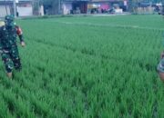 Babinsa Bersama Petani: Langkah Konkret Melindungi Padi dari Hama