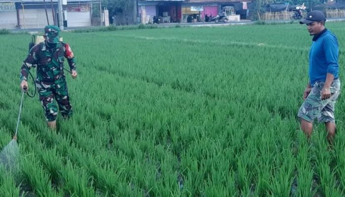 Babinsa Bersama Petani: Langkah Konkret Melindungi Padi dari Hama