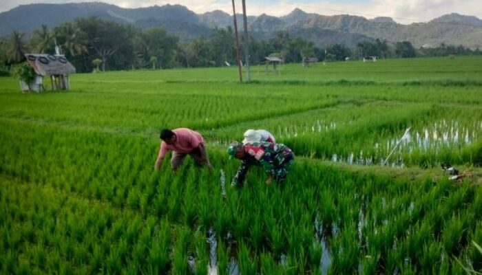 Kolaborasi Babinsa dan Petani: Perjuangan Bersama Demi Padi yang Lebih Sehat