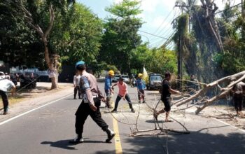 Polsek Batulayar Amankan Penebangan Pohon Rawan Tumbang di Senggigi