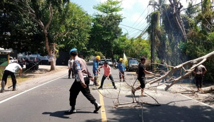 Polsek Batulayar Amankan Penebangan Pohon Rawan Tumbang di Senggigi