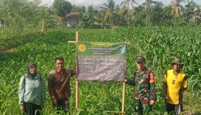 Sinergi TNI dan Petani di Lombok Barat: Demplot Jagung MP 212 untuk Hadapi Hama Ulat Daun