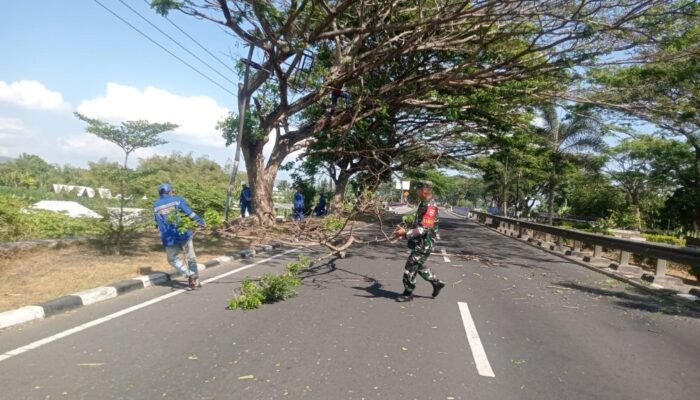 Cegah Bahaya di Jalan Raya, Babinsa Jagaraga dan DLH Tuntaskan Penebangan Pohon Berisiko di Kuripan