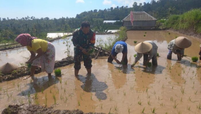 Sinergi TNI dan Petani: Babinsa Bayan Terjun Langsung Dukung Ketahanan Pangan Desa