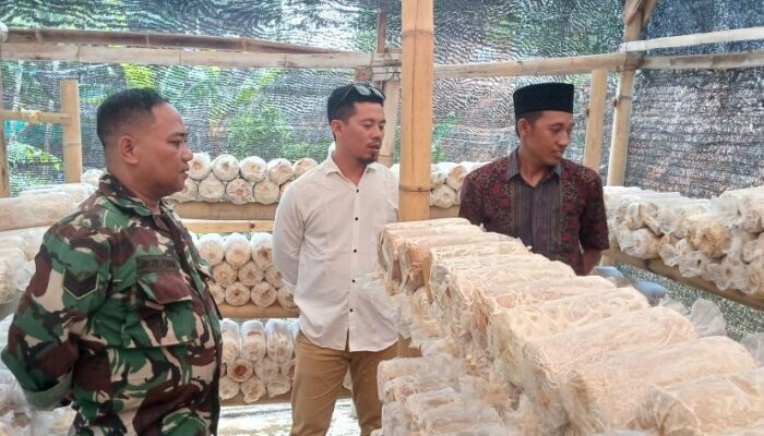 Babinsa Ampenan Dorong Pengembangan Usaha Jamur Tiram di Mataram