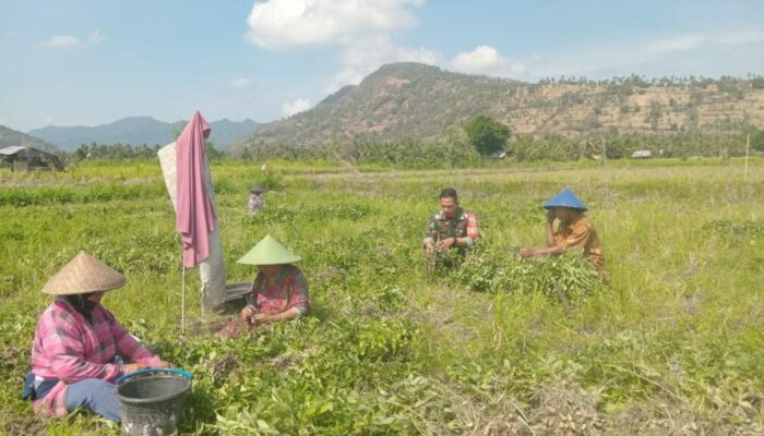 Sinergi Babinsa dan Petani: Panen Kacang Tanah di Lombok Utara Berjalan Lancar dengan Dukungan Irigasi Modern