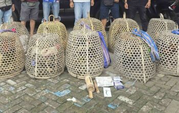 Perjudian Sabung Ayam Ditindak Polisi Lombok Barat, Ini Hasilnya