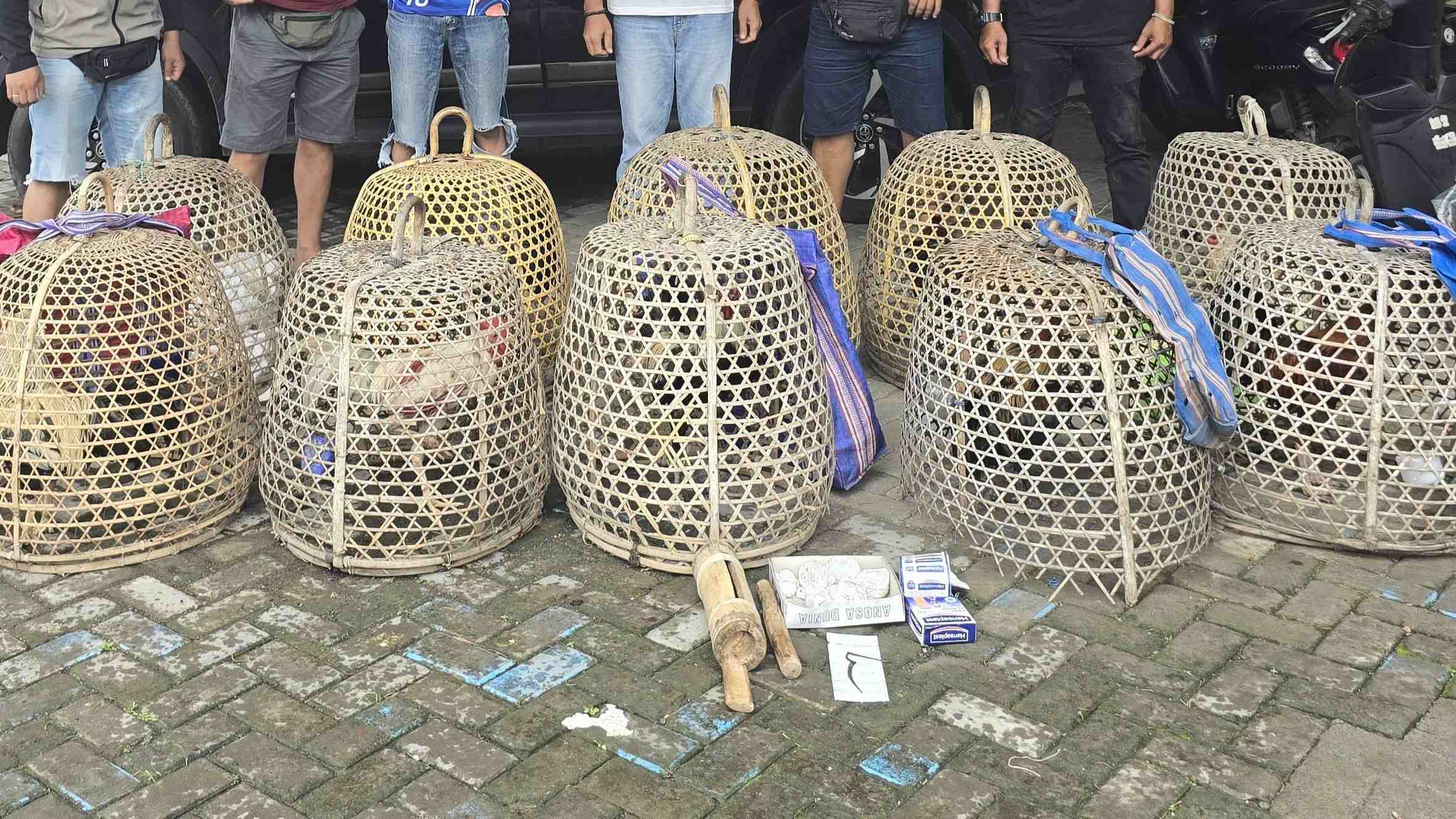 Perjudian Sabung Ayam Ditindak Polisi Lombok Barat, Ini Hasilnya