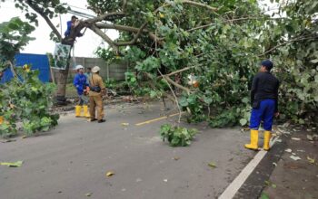 Polisi Atur Lalu Lintas Saat Penebangan Pohon di Lembar Demi Keamanan Pengguna Jalan