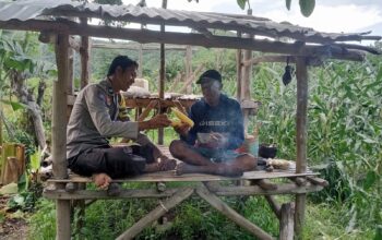 Bhabinkamtibmas Desa Malaju Pantau Perkembangan Tanaman Jagung Warga untuk Dukung Ketahanan Pangan Nasional