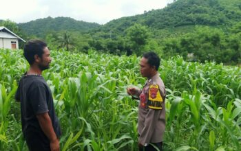 Bhabinkamtibmas Desa Lamunga Dukung Program Ketahanan Pangan dampingi petani jagung