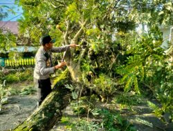 Polsek Prabarda Evakuasi Pohon Tumbang Tutupi Jalan di Desa Darek.