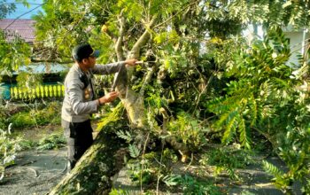 Polsek Prabarda Evakuasi Pohon Tumbang Tutupi Jalan di Desa Darek.