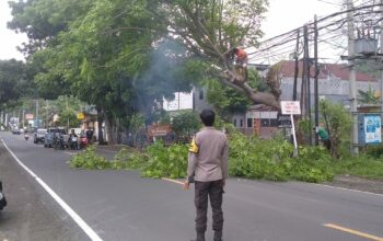 Antisipasi Bahaya, Polsek Batulayar Pangkas Pohon Rawan Tumbang