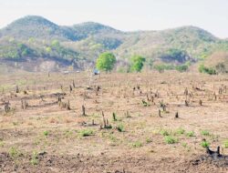 NTB Darurat Tambang Ilegal: Banjir Mengintai, Hutan Gundul, Nyawa Terancam