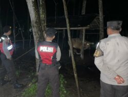 Patroli Dini Hari Polsek Sekotong: Jaga Ternak Warga dari Aksi Kriminalitas