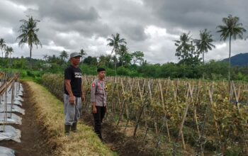 Bhabinkamtibmas Desa Kadindi Barat Lakukan Pemantauan Lahan untuk Program Ketahanan Pangan Nasional