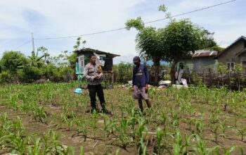 Bhabinkamtibmas Desa Hu’u Pantau Lahan Jagung untuk Dukung Ketahanan Pangan Nasional