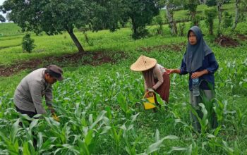 Pemupukan Jagung Bersama Warga, Polsek Manggelewa Dukung Program Ketahanan Pangan Nasional