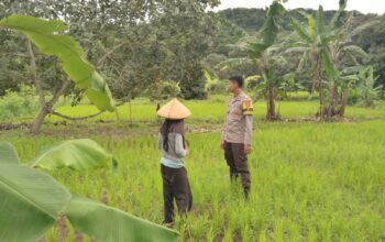 Bhabinkamtibmas Desa Kadindi Barat Dukung Ketahanan Pangan Nasional di Dusun Bukit Mente