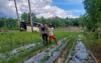 Bhabinkamtibmas Polres Bima Kota Pantau Lahan Pangan untuk Mendukung Ketahanan Pangan