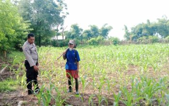 Polri Dukung Ketahanan Pangan: BKTM Desa Lepadi Lakukan Monitoring Lahan Kebun Jagung Warga