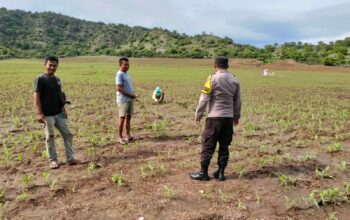 Polsek Poto Tano kawal petani jagung pastikan tercukupi kebutuhan pupuk