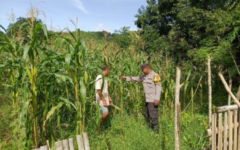 Polsek Seteluk Dukung Program Ketahanan Pangan, Pantau Perkembangan Tanaman Jagung Warga