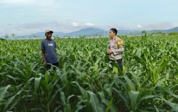 Bhabinkamtibmas Desa Hu’u Pantau Pengolahan Lahan Pertanian, Dorong Ketahanan Pangan Menuju Indonesia Emas 2025