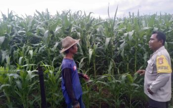 Bhabinkamtibmas Jajaran Polres Sumbawa Barat Terus Bergerak Dampingi Petani Jagung Sukseskan Ketahanan Pangan Nasional