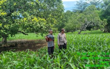 Polri Dukung Ketahanan Pangan Nasional: Pemantauan Lahan Tumpang Sari di Bawah Pohon Jambu Mente Milik Warga