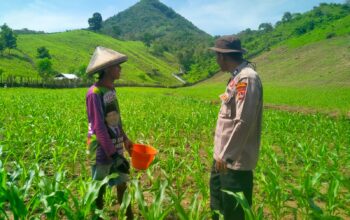 Polisi Penggerak Ketahanan Pangan Polres Sumbawa Barat Dampingi Pemupukan Jagung, Petani Optimis Hasil Panen Meningkat