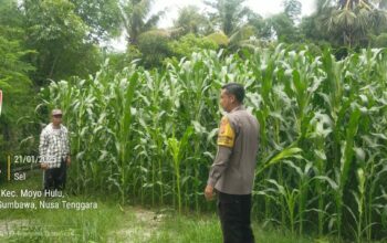 Dukung Ketahanan Pangan, Bhabinkamtibmas Polsek Moyo Hulu Terus Lakukan Pendampingan Petani