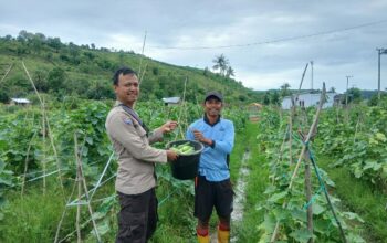 Bhabinkamtibmas Desa Mbuju Dorong Pengembangan Tanaman Timun untuk Ketahanan Pangan Nasional