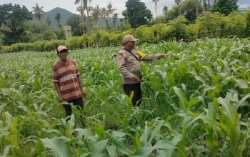 Polri Dukung Program Ketahanan Pangan Nasional: BKTM Desa Soro Barat Pantau Pengolahan Lahan Pertanian Warga